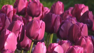 Small group of purple tulips