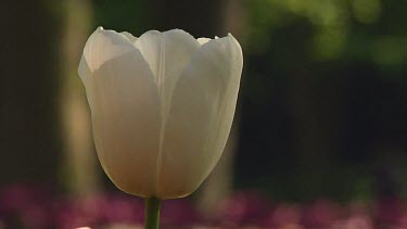 Close-up of a single white tulip