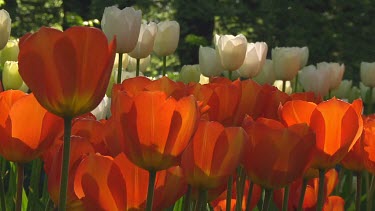 Orange tulips in the early morning sun