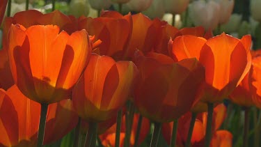 Orange tulips in the early morning sun