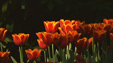 Red and yellow tulips in the early morning sun
