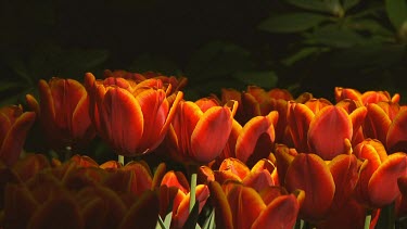 Red and yellow tulips in the early morning sun