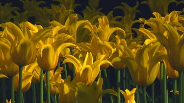 Field of yellow tulips in the early monring sun
