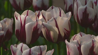 Small groups of white and purple tulips in Holland