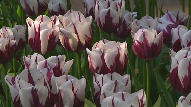 Small groups of white and purple tulips in Holland