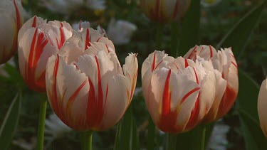 Red and white tulips in the early morning sun