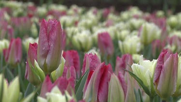 Tulipa Flaming Purissima