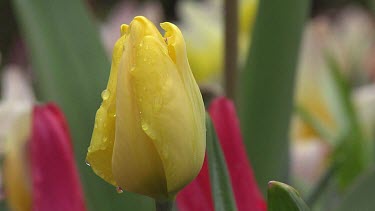 Tulipa kikomachi
