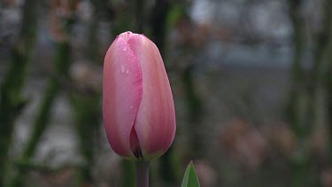 Tulipa peach blossom