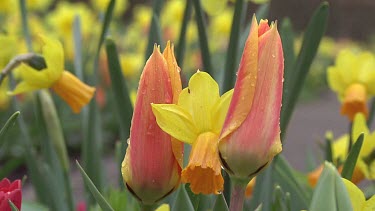 Tulipa ballerina