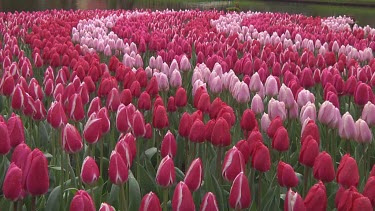 Mix of pink and white tulips