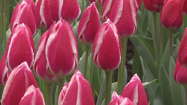Mix of pink and white tulips