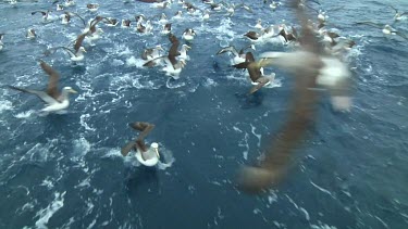 Group of Salvin's albatross (Thalassarche salvini) feeding near the Bounty Islands (NZ)