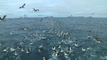 Group of Salvin's albatross (Thalassarche salvini) feeding near the Bounty Islands (NZ)