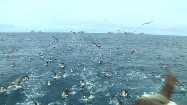 Group of Salvin's albatross (Thalassarche salvini) feeding near the Bounty Islands (NZ)