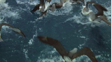 Group of Salvin's albatross (Thalassarche salvini) feeding near the Bounty Islands (NZ)