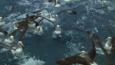 Group of Salvin's albatross (Thalassarche salvini) feeding near the Bounty Islands (NZ)