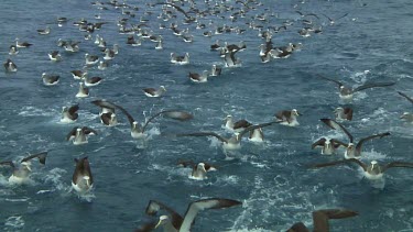 Group of Salvin's albatross (Thalassarche salvini) feeding near the Bounty Islands (NZ)