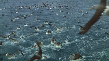 Group of Salvin's albatross (Thalassarche salvini) feeding near the Bounty Islands (NZ)