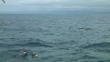 Group of Salvin's albatross (Thalassarche salvini) flying  near the Bounty Islands (NZ)