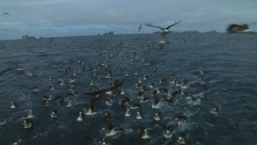 Group of Salvin's albatross (Thalassarche salvini) feeding near the Bounty Islands (NZ)