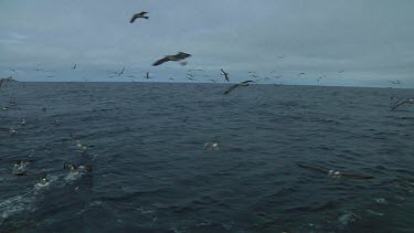 Group of Salvin's albatross (Thalassarche salvini) flying  and landing in the water near the Bounty Islands (NZ)