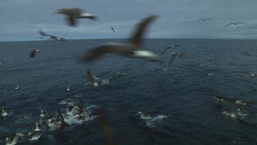 Group of Salvin's albatross (Thalassarche salvini) flying  and landing in the water near the Bounty Islands (NZ)