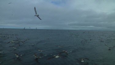 Group of Salvin's albatross (Thalassarche salvini) flying  and landing in the water near the Bounty Islands (NZ)