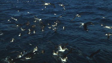 Group of Chatham Island albatross (Thalassarche eremita) feeding  near the Chatham Islands (NZ)