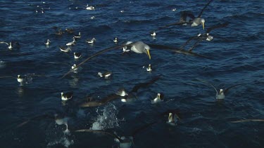 Group of Chatham Island albatross (Thalassarche eremita) feeding  near the Chatham Islands (NZ)