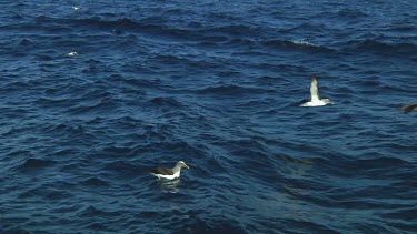 Group of Chatham Island albatross (Thalassarche eremita) flying  near the Chatham Islands (NZ)