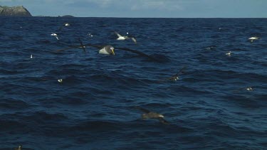 Chatham Island albatross (Thalassarche eremita) flying  near the Chatham Islands (NZ)