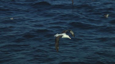 Northern royal albatross (Diomedea sanfordi) flying  near the Chatham Islands (NZ)