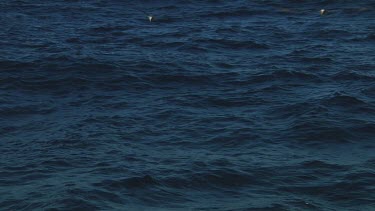 Northern royal albatross (Diomedea sanfordi) and Chatham Island albatross (Thalassarche eremita) flying  near the Chatham Islands (NZ)