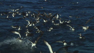 Large group of Chatham Island albatross (Thalassarche eremita) feeding  near the Chatham Islands (NZ)