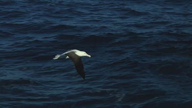 Northern royal albatross (Diomedea sanfordi) flying  near the Chatham Islands (NZ)