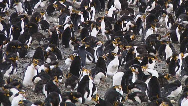View of a colony of royal penguins (Eudyptes schlegeli) on Macquarie Island (AU)