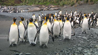 King penguins (Aptenodytes patagonicus) walking on the beach of Macquarie Island (AU)