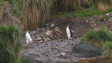 Royal penguins (Eudyptes schlegeli) walking on the beach of Macquarie Island (AU)