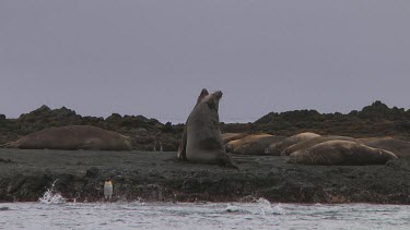 Two male elephant seals (Mirounga leonina) fighting on Macquarie Island (AU)