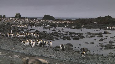 View of a colony of king penguins (Aptenodytes patagonicus) on Macquarie Island (AU)