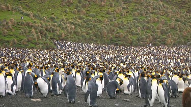 View of a colony of king penguins (Aptenodytes patagonicus) on Macquarie Island (AU)