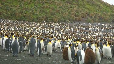 View of a colony of king penguins (Aptenodytes patagonicus) on Macquarie Island (AU)