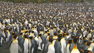 View of a colony of king penguins (Aptenodytes patagonicus) on Macquarie Island (AU)