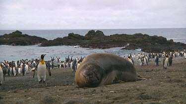 Young elephant seal (Mirounga leonina) resting on Macquarie Island (AU)