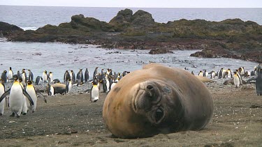Young elephant seal (Mirounga leonina) resting on Macquarie Island (AU)