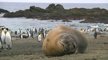 Young elephant seal (Mirounga leonina) resting on Macquarie Island (AU)
