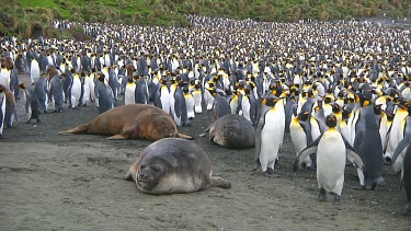 Young elephant seals (Mirounga leonina) resting next to a colony of king penguins (Aptenodytes patagonicus) on Macquarie Island (AU)