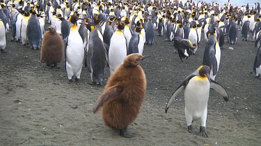 Young king penguins (Aptenodytes patagonicus) standing next to the colony on Macquarie Island (AU)