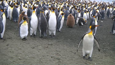 King penguins (Aptenodytes patagonicus) standing next to the colony on Macquarie Island (AU)
